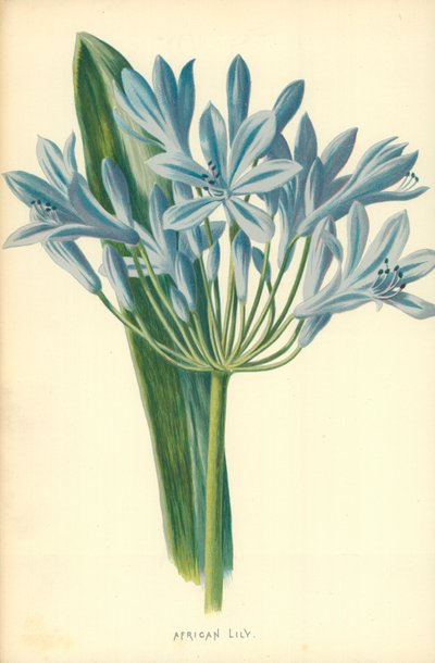 Afrikaanse Lelie door Frederick Edward Hulme