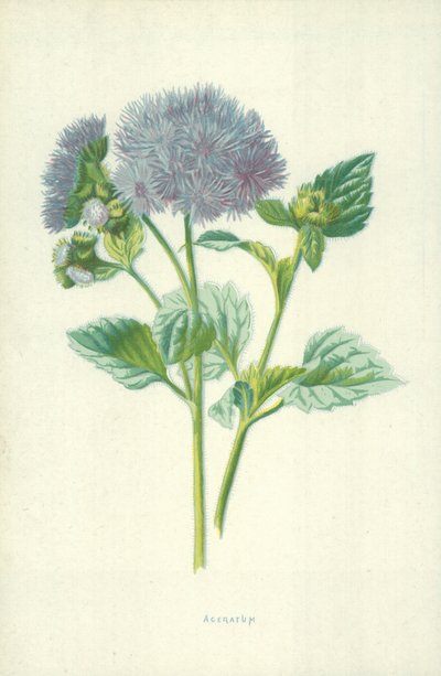 Ageratum door Frederick Edward Hulme