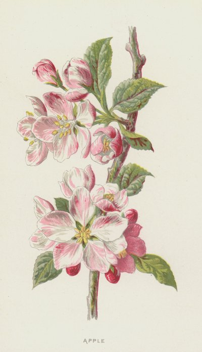 Appel door Frederick Edward Hulme