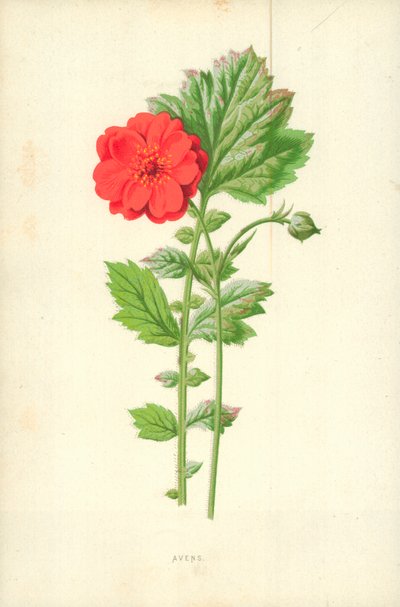Avens door Frederick Edward Hulme
