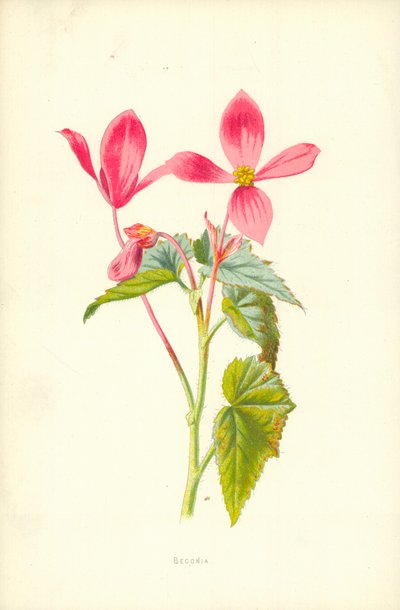 Begonia door Frederick Edward Hulme
