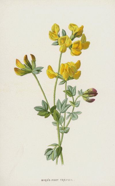 Rolklaver door Frederick Edward Hulme