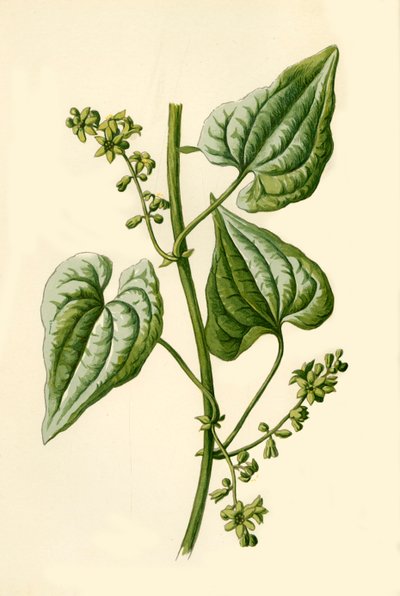 Zwarte Bryony, 1877 door Frederick Edward Hulme
