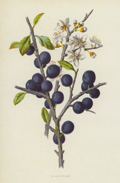 Sleedoorn door Frederick Edward Hulme