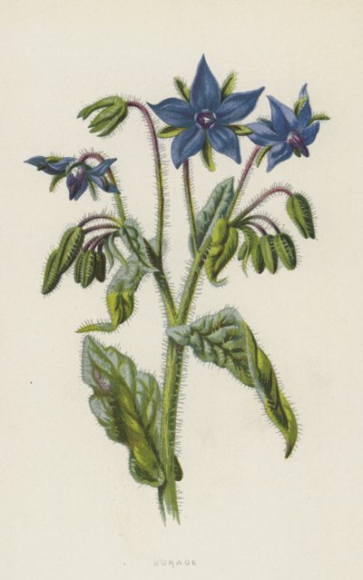 Bernagie door Frederick Edward Hulme