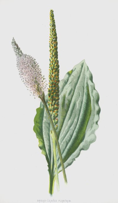 Grote Weegbree door Frederick Edward Hulme