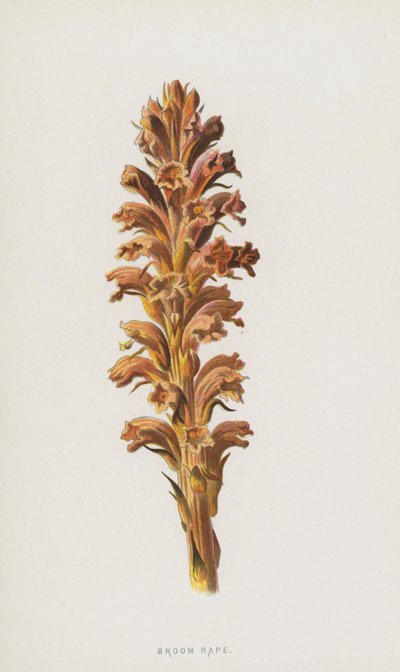 Bremraap door Frederick Edward Hulme