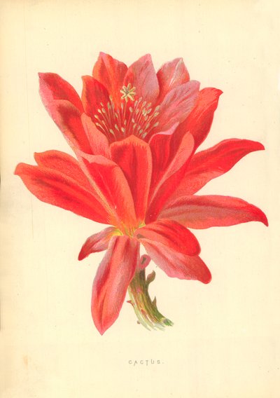 Cactus door Frederick Edward Hulme
