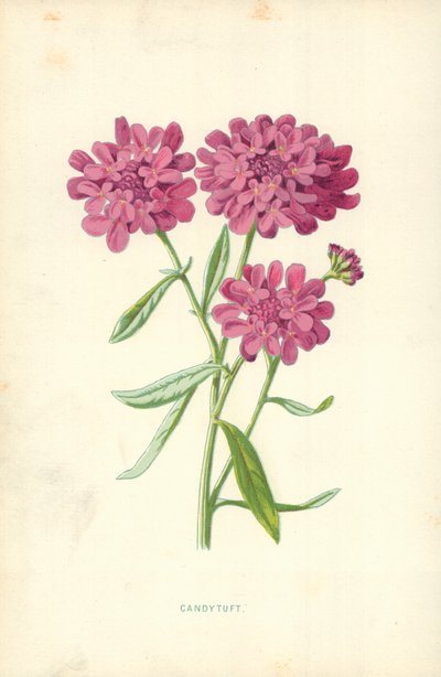 Schildzaad door Frederick Edward Hulme