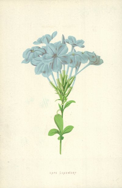 Kaapse Loodkruid door Frederick Edward Hulme