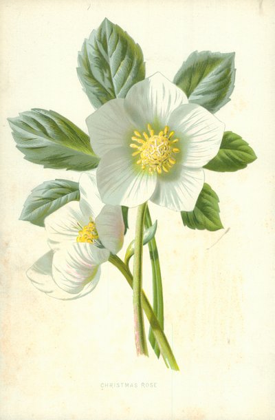 Kerstroos door Frederick Edward Hulme