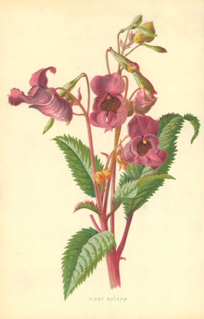 Ciant Balsam door Frederick Edward Hulme