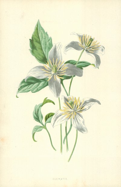Clematis door Frederick Edward Hulme