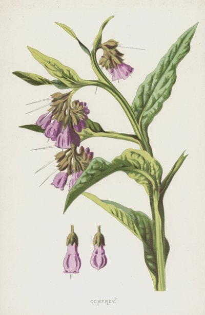 Smeerwortel door Frederick Edward Hulme