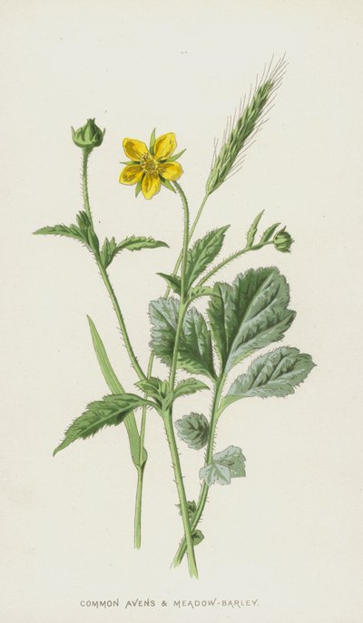 Gewone Avens en Weidegerst door Frederick Edward Hulme
