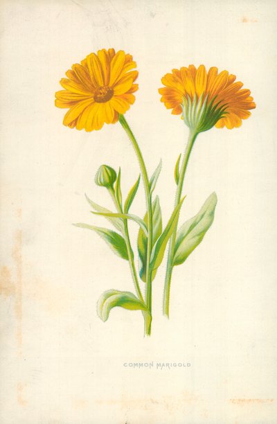 Goudsbloem door Frederick Edward Hulme