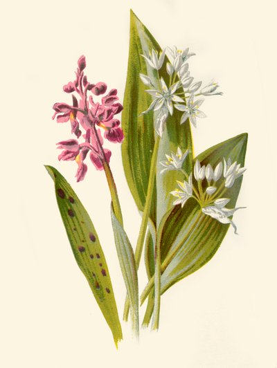 Gewone Orchis en Breedbladige Knoflook, 1877 door Frederick Edward Hulme