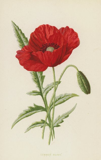 Klaproos door Frederick Edward Hulme