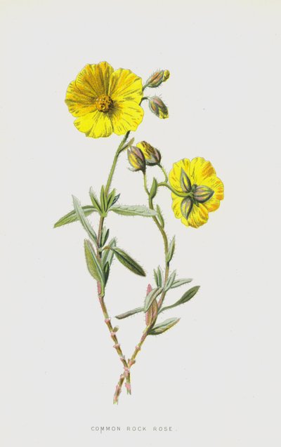 Zonneroosje door Frederick Edward Hulme