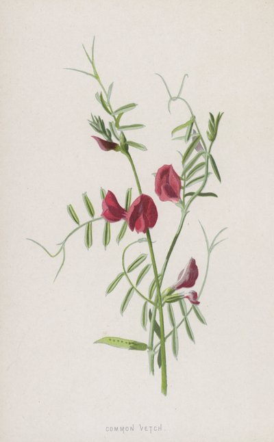 Gewone Wikke door Frederick Edward Hulme