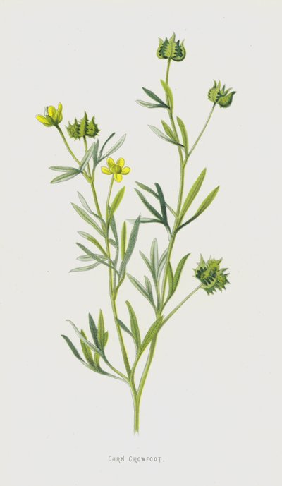 Korenbloem door Frederick Edward Hulme