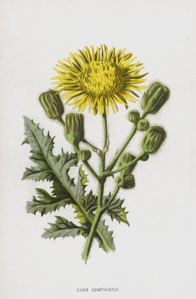 Akkerdistel door Frederick Edward Hulme