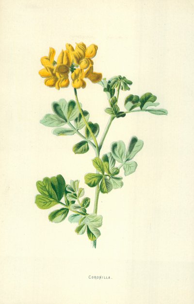 Coronilla door Frederick Edward Hulme