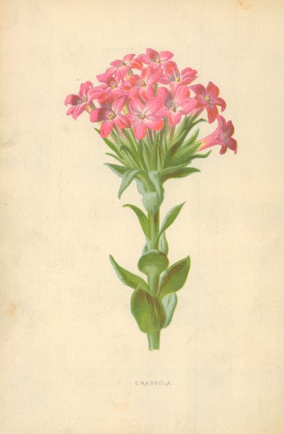 Crassula door Frederick Edward Hulme