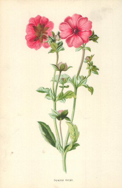 Rode ganzerik door Frederick Edward Hulme