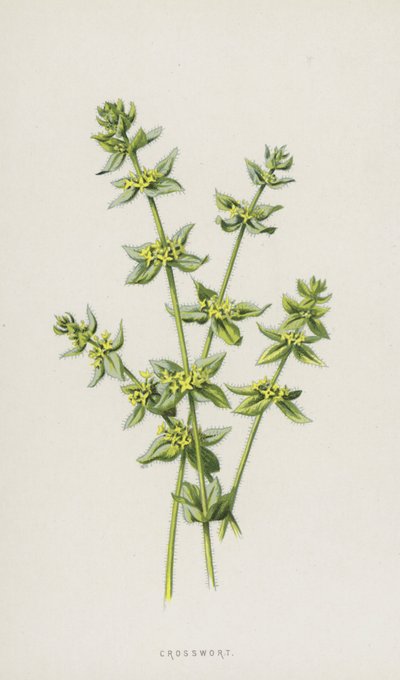 Kruisblad door Frederick Edward Hulme