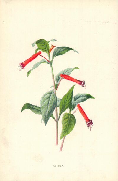 Cuphea door Frederick Edward Hulme
