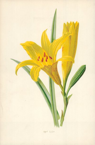 Daglelie door Frederick Edward Hulme