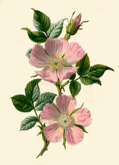 Hondsroos, 1877 door Frederick Edward Hulme