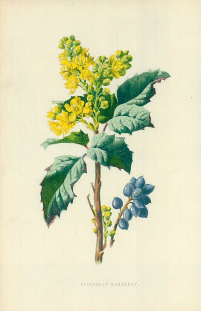Wintergroene berberis door Frederick Edward Hulme