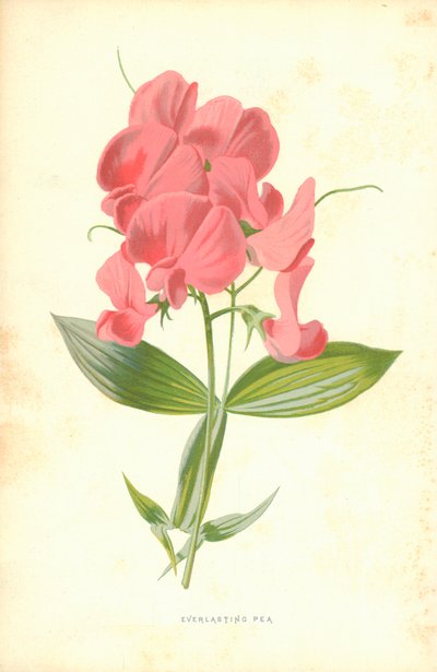 Eeuwige erwt door Frederick Edward Hulme
