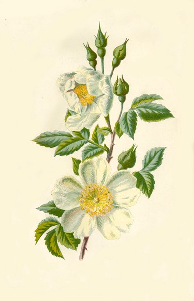 Veldroos, 1877 door Frederick Edward Hulme