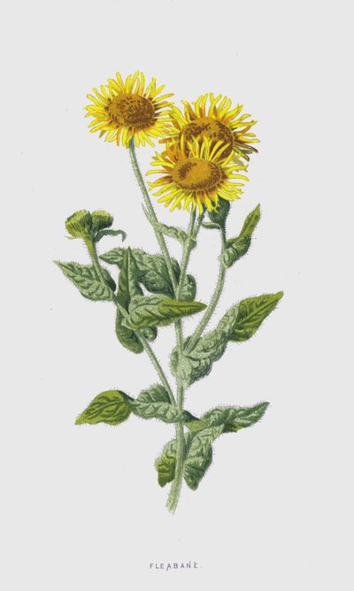 Alsem door Frederick Edward Hulme