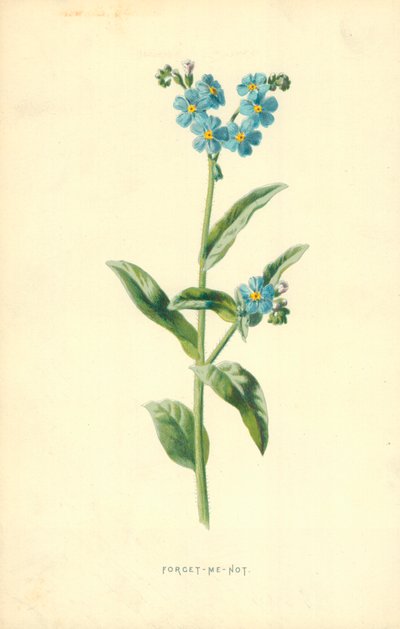 Vergeet-mij-niet door Frederick Edward Hulme