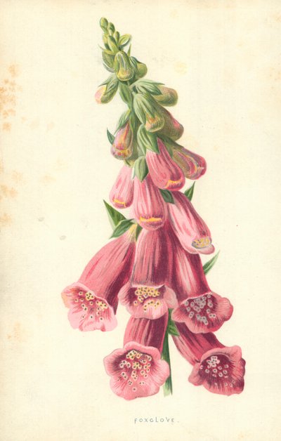 Vingerhoedskruid door Frederick Edward Hulme