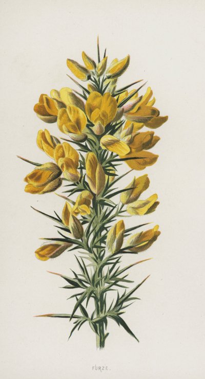 Gaspeldoorn door Frederick Edward Hulme