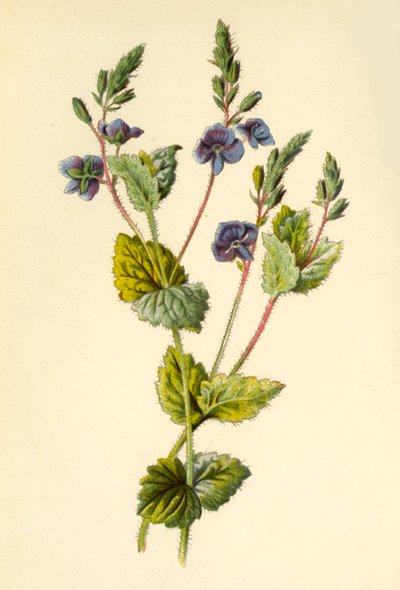 Ereprijs door Frederick Edward Hulme