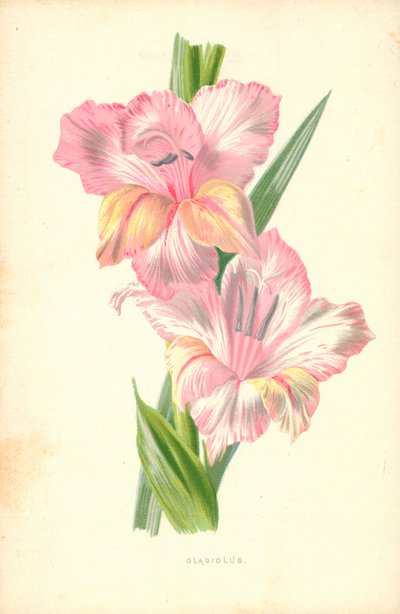 Gladiolen door Frederick Edward Hulme