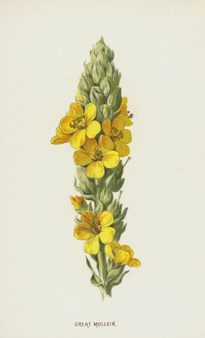 Toorts door Frederick Edward Hulme