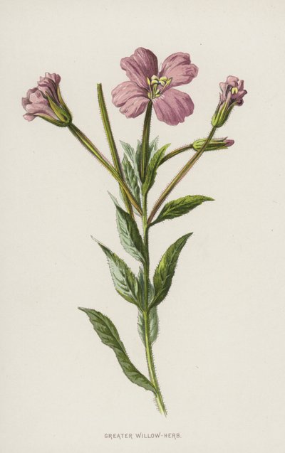 Wilgenroosje door Frederick Edward Hulme
