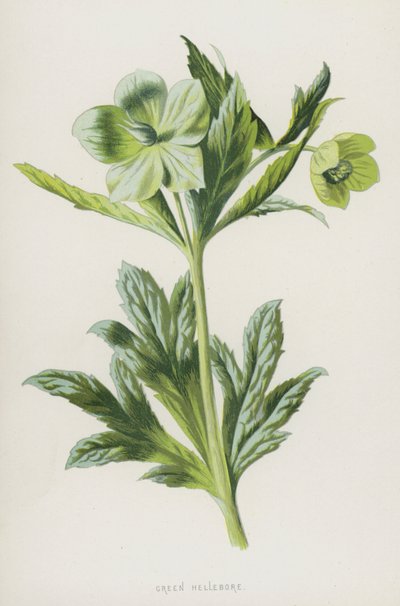 Groene Nieskruid door Frederick Edward Hulme