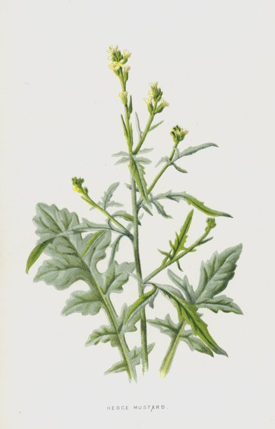Heggenraket door Frederick Edward Hulme