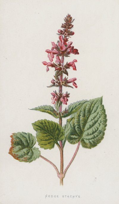 Heggenwikke door Frederick Edward Hulme