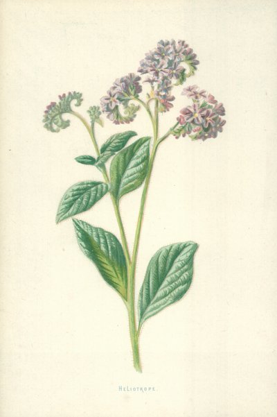Heliotroop door Frederick Edward Hulme