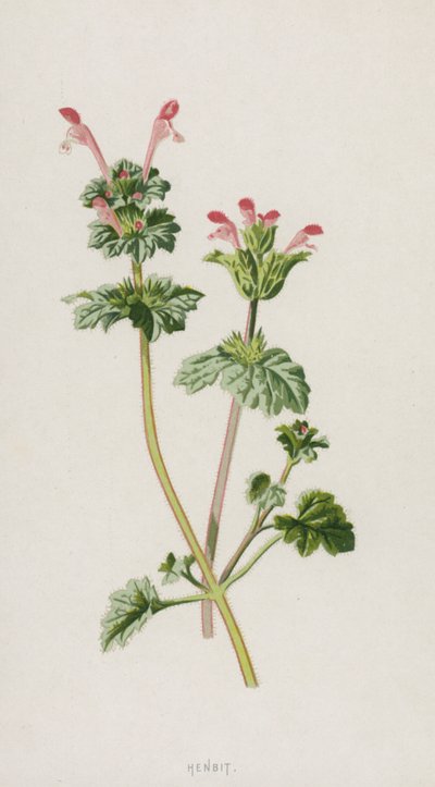 Dove Nettle door Frederick Edward Hulme