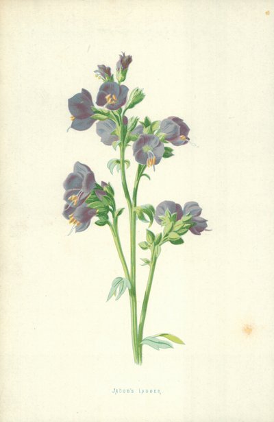 Jacobs Ladder door Frederick Edward Hulme
